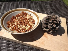 Pine Seeds